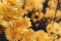 Beautiful yellow chrysanthemum flowers close up