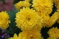 yellow chrysanthemum flowers covered with dew on a cold autumn morning