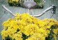 Beautiful yellow chrysanthemum flowers decorated in front of bic