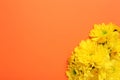 Beautiful yellow chrysanthemum flowers on orange background, top view. Space for text Royalty Free Stock Photo