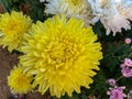 Colorful chrysanthemum hardy chrysanth yellow, pink, white on the green leaf background.