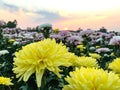 Close-up of beautiful yellow chrysanthemum hardy chrysanth on pink flowers nature background. Royalty Free Stock Photo