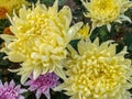 Beautiful yellow chrysanthemum, hardy mums, hardy chrysanth Royalty Free Stock Photo