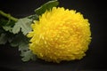 Beautiful yellow chrysanthemum Royalty Free Stock Photo