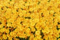 Beautiful yellow chrysanthemum, texture of flowers wallpaper