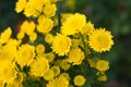 Beautiful yellow chrysanthemums in green leaves. Bush of autumn chrysanthemums. Garden plants, growing flowers Royalty Free Stock Photo