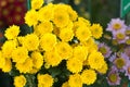 Beautiful yellow chrysanthemums in green leaves. Bush of autumn chrysanthemums. Garden plants, growing flowers Royalty Free Stock Photo