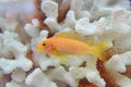 Beautiful yellow Cichlid fish swimming gracefully with white dead coral in the background being kept as pet