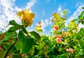 Beautiful yellow climbing roses with blue sky background Royalty Free Stock Photo