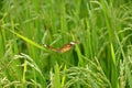 The beautiful yellow color butterfly on the green paddy plant Royalty Free Stock Photo