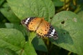 The beautiful yellow color butterfly on the green paddy plant Royalty Free Stock Photo