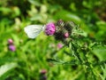 Beautiful yellow color butterfly, Lithuania Royalty Free Stock Photo