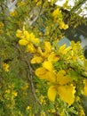 beautiful yellow color flower of sri lankan natural photo