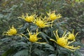 Beautiful yellow color of spider mum \'Golden Splendor\' flowers Royalty Free Stock Photo