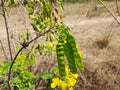 Beautiful yellow color wild flower Pride of Barbados or Peacock Flower with green and brown color dried fruits in a empty field Royalty Free Stock Photo