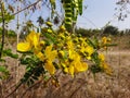 Beautiful yellow color wild flower Pride of Barbados or Peacock Flower with green and brown color dried fruits in a empty field Royalty Free Stock Photo