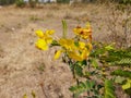 Beautiful yellow color wild flower Pride of Barbados or Peacock Flower with green and brown color dried fruits in a empty field Royalty Free Stock Photo