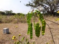 Beautiful yellow color wild flower Pride of Barbados or Peacock Flower with green and brown color dried fruits in a empty field Royalty Free Stock Photo