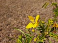 Beautiful yellow color wild flower Pride of Barbados or Peacock Flower with green and brown color dried fruits in a empty field Royalty Free Stock Photo