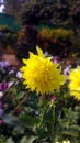 YELLOW GARDEN MUMS Royalty Free Stock Photo