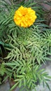 Beautiful yellow colored marigold flower with green leaf and stem attached to the pot. Gorakhpur city Royalty Free Stock Photo