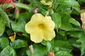 Beautiful Yellow Colored Tecoma Flowers