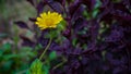 Yellow colour flower with lovely background