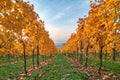 Beautiful yellow coloured leaves in autumn vineyard Royalty Free Stock Photo