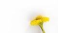 Beautiful yellow coltsfoot flower bud isolated with shadow on white background. Tussilago farfara. Used to treat lung diseases