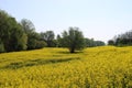 Beautiful, yellow colza-field Royalty Free Stock Photo