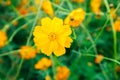 Yellow common cosmos flowers in Korea