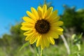 Yellow Sunflower glowing in bright morning sunlight