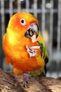 Beautiful Yellow Conures Bird Close Up Eating Royalty Free Stock Photo