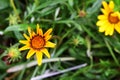 Beautiful Yellow coreopsis tinctoria flower. Royalty Free Stock Photo
