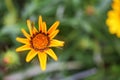 Beautiful Yellow coreopsis tinctoria flower