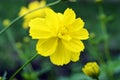 Beautiful Yellow Cosmos Caudatus Flower