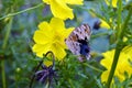 Beautiful Yellow Cosmos Flowers With Butterfly