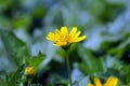 Beautiful Yellow Cosmos Flower