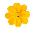 Beautiful yellow cosmos flower isolated on white background with clipping path Royalty Free Stock Photo