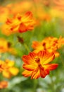 Beautiful Yellow Cosmos flowers blooming in the garden Royalty Free Stock Photo