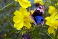 Beautiful Yellow Cosmos Flowers With Butterfly