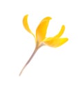 Beautiful yellow crocus flower isolated on white Royalty Free Stock Photo