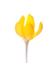 Beautiful yellow crocus flower isolated on white Royalty Free Stock Photo