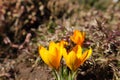 Beautiful yellow crocus flowers with bee in spring garden Royalty Free Stock Photo