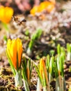 Beautiful yellow crocus flowers with bee in spring garden Royalty Free Stock Photo