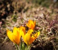 Beautiful yellow crocus flowers with bee in spring garden Royalty Free Stock Photo