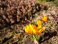 Beautiful yellow crocus flowers with bee in spring garden Royalty Free Stock Photo
