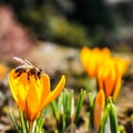 Beautiful yellow crocus flowers with bee in spring garden Royalty Free Stock Photo