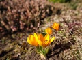 Beautiful yellow crocus flowers with bees in spring garden Royalty Free Stock Photo