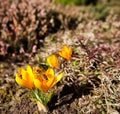 Beautiful yellow crocus flowers with bees in spring garden Royalty Free Stock Photo